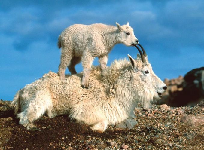 funnymountain-goat-with-kid-0